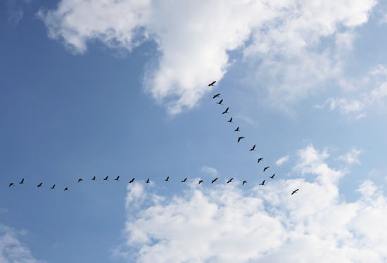 Cloud Migration & Management